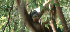 Scientists find 8000 more Sumatran orangutans, but threats remain