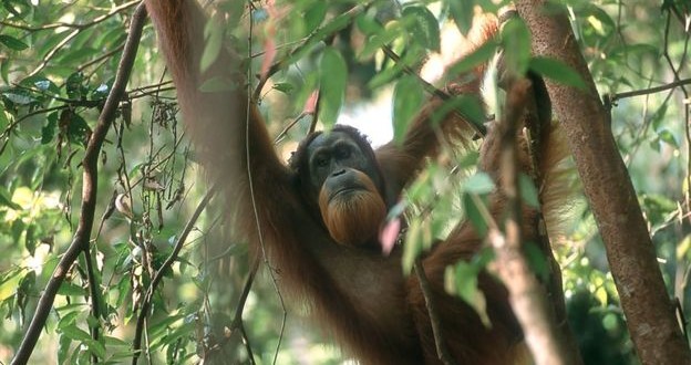 Scientists find 8000 more Sumatran orangutans, but threats remain