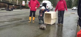 Seal pup released after getting trapped in fishing netting (Video)
