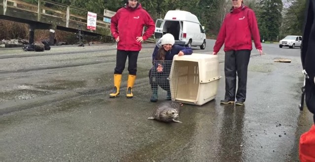 Seal pup released after getting trapped in fishing netting “Video”