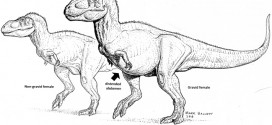 Study shines light on Tyrannosaurus sex