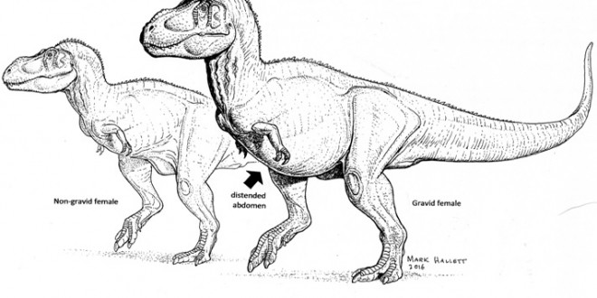 Study shines light on Tyrannosaurus sex