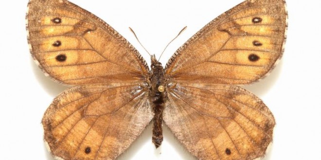Tanana Arctic: New Alaska butterfly species is first in 28 years