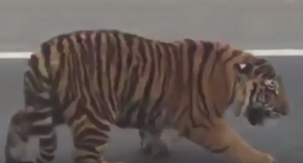 Tiger on highway: Big cat in Qatar gives drivers a fright (Video)