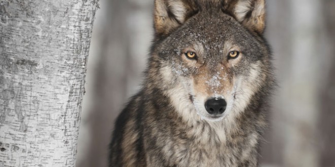 University of Alberta scientist studies ancient human dog bond