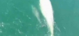 Whale "Gallon of Milk" spotted off Mexico's Pacific coast (Video)