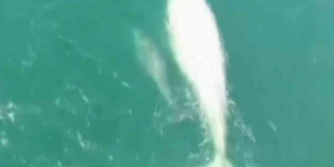 Whale "Gallon of Milk" spotted off Mexico's Pacific coast (Video)