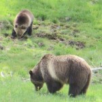 Yellowstone grizzlies may move off threatened list, Report