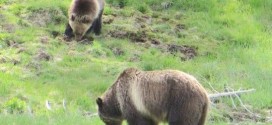 Yellowstone grizzlies may move off threatened list, Report