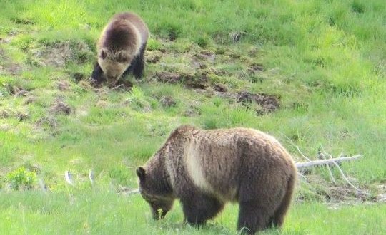 Yellowstone grizzlies may move off threatened list, Report