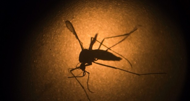 Zika Virus Guidelines Urge Couples to Wait Before Pregnancy: CDC