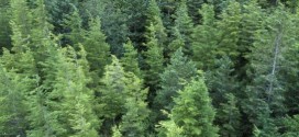 BC's beetle-plagued forests recovering fast, scientists says