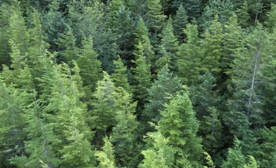 BC's beetle-plagued forests recovering fast, scientists says