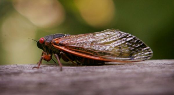 Billions of Cicadas Set to Invade Northeastern Part of United States, Report
