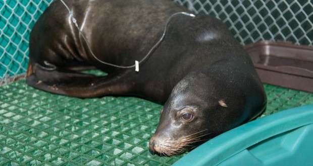 California sea lion rescued off Salt Spring Island, fights for life