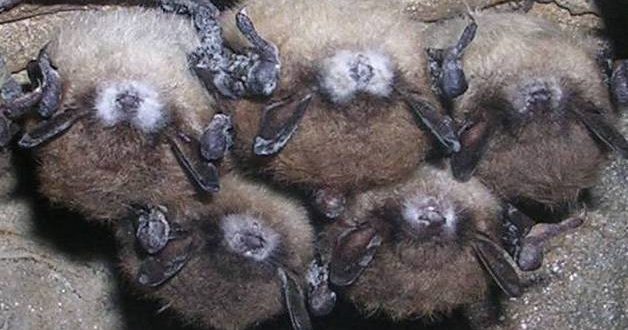 Deadly fungus a concern for bats, Report