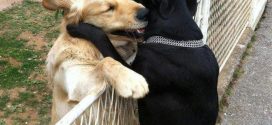 Dogs Don't Like Hugs, UBC Researcher Says