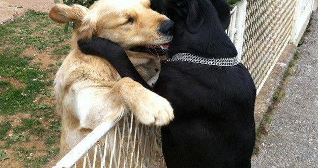Dogs Don't Like Hugs, UBC Researcher Says