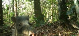 Expedition captures animal selfies in Amazon Rainforest (Photo)