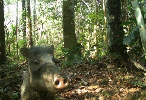 Expedition captures animal selfies in Amazon Rainforest (Photo)