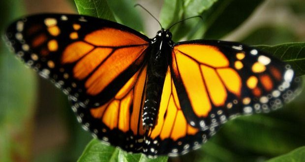 Fate of the Monarch butterfly may be 'quasi-extinction', says new Research