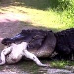 Gator eats gator? Watch an Alligator Get Devoured by a Bigger, Badder Alligator