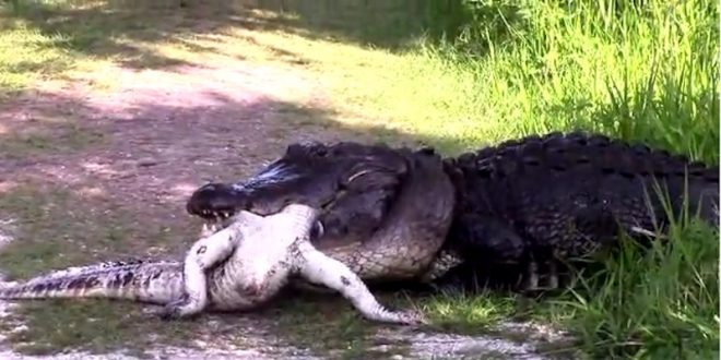 Gator eats gator? Watch an Alligator Get Devoured by a Bigger, Badder Alligator