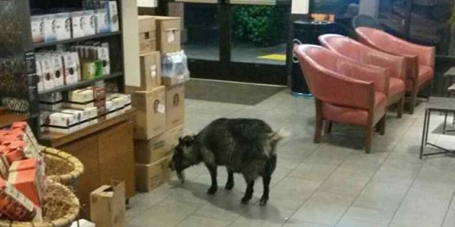 Goat Wanders into Starbucks in California (Photo)