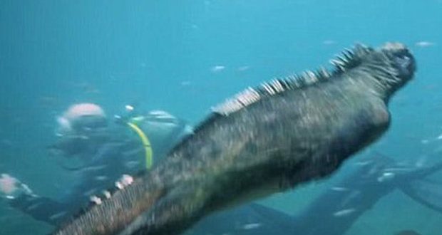 Godzilla monster filmed swimming with divers in Pacific Ocean (Video)