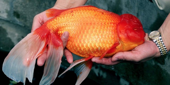 Goldfish invading Alberta ponds (Video)