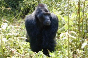 Grauer's gorilla: Numbers plummet by 77% in Congo