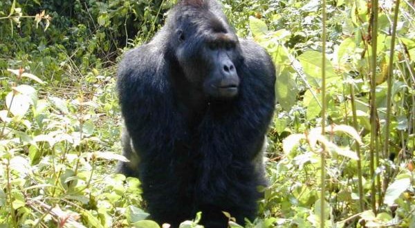 Grauer’s gorilla: Numbers plummet by ‘77% in Congo’