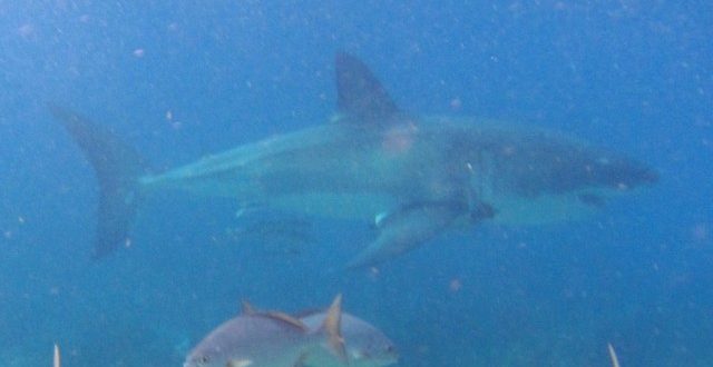 Great White Shark Spotted in Islamorada (Video)