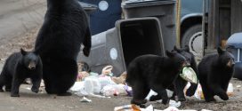 Hide your garbage, Leave waking bears alone - BC Conservation Officer