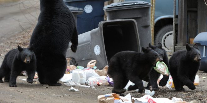 Hide your garbage, Leave waking bears alone - BC Conservation Officer