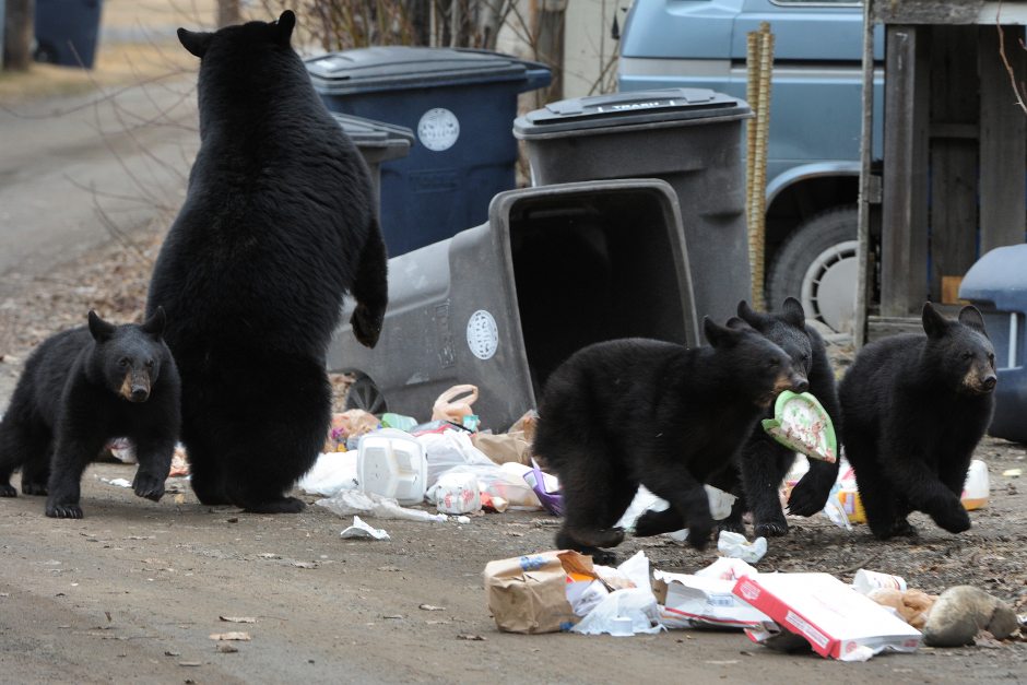 Hide your garbage, Leave waking bears alone BC Conservation Officer Canada Journal News of