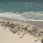 Hundreds of seals take over beach in Cape Cod (Video)
