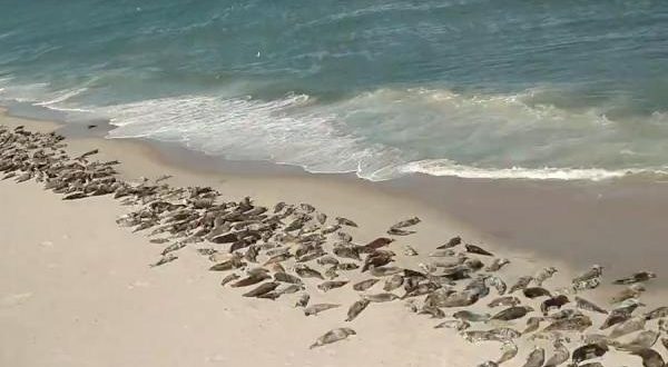 Hundreds of seals take over beach in Cape Cod (Video)