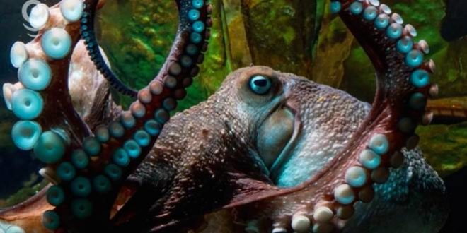 Inky the Octopus Escapes New Zealand Aquarium, Finds Freedom In Ocean!