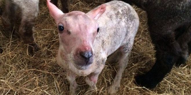 Lamb Born Without Fleece Gets Man-Made Sweater (Photo)