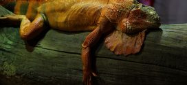 Lizards, like humans, sleep in distinct stages: Researchers Say