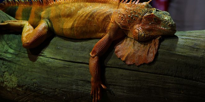 Lizards, like humans, sleep in distinct stages: Researchers Say