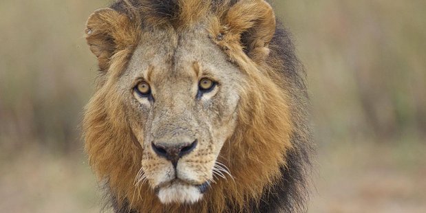 Mohawk the lion shot to death in Kenya, sparks outrage “Photo”