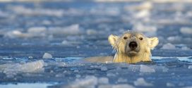 Polar bears swim longer with less ice, research