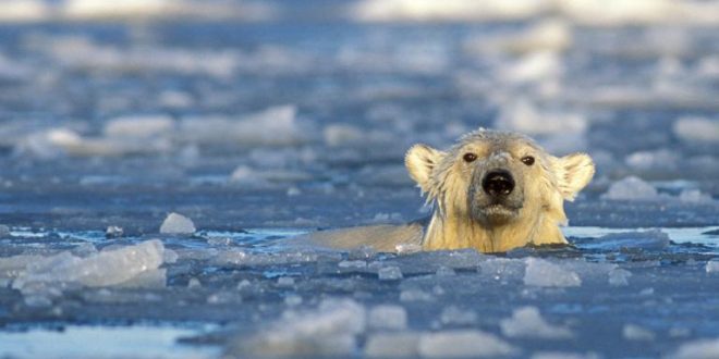 Polar bears swim longer with less ice, research