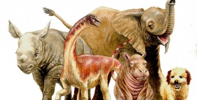 Rare baby Titanosaur fossil suggests a harsh, lonely childhood : research