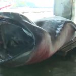 Rare megamouth shark caught by fishermen in Japan (Photo)