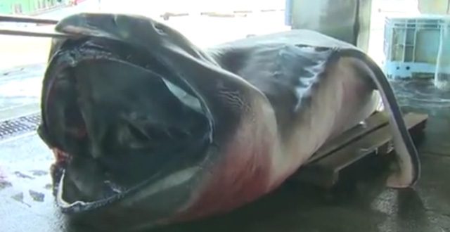 Rare megamouth shark caught by fishermen in Japan