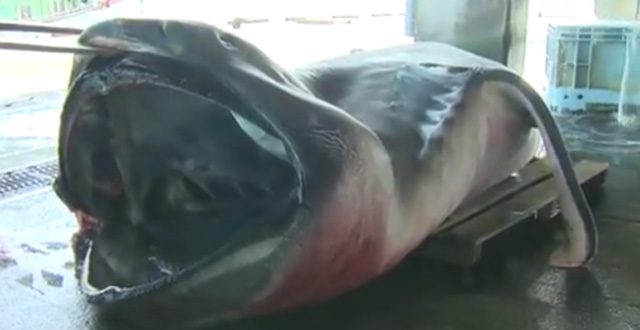 Rare megamouth shark caught by fishermen in Japan (Photo)