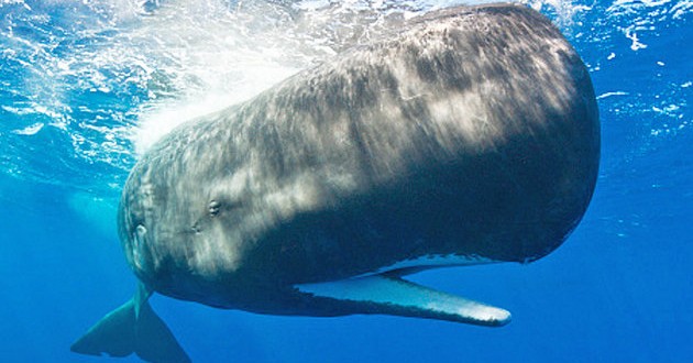 Researchers Answer Weird Question About Moby Dick